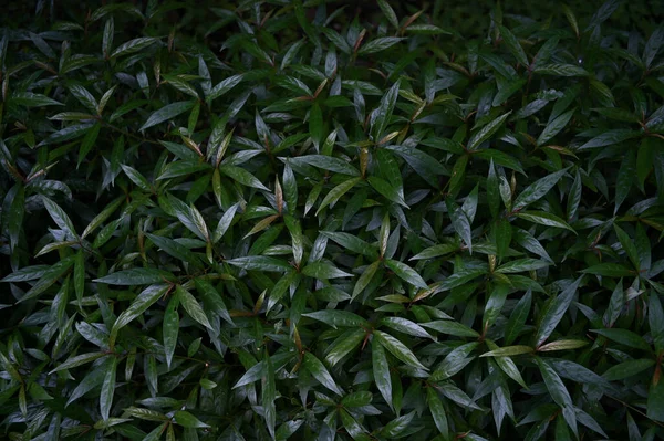 Abstract Stunning Green Leaf Texture Tropical Leaf Foliage Nature Dark — Stockfoto