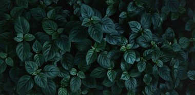soyut çarpıcı panorama yeşil yaprak dokusu, tropikal yaprak yaprağı doğası koyu yeşil arka plan. yeşil bayraklar doğa tropikal konsept.