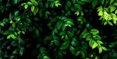 abstract stunning panorama green leaf texture, tropical leaf foliage nature dark green background. green banners nature tropical concept.