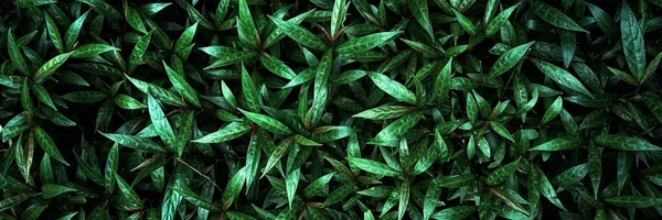 Abstract Prachtig Panorama Groen Blad Textuur Tropisch Blad Gebladerte Natuur — Stockfoto
