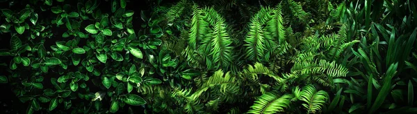 Abstract Stunning Panorama Green Leaf Texture Tropical Leaf Foliage Nature — 스톡 사진