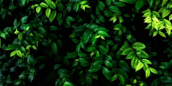 Abstract Stunning Panorama Green Leaf Texture Tropical Leaf Foliage Nature —  Fotos de Stock