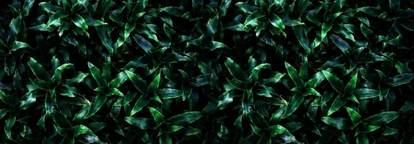 Abstract Stunning Panorama Green Leaf Texture Tropical Leaf Foliage Nature —  Fotos de Stock