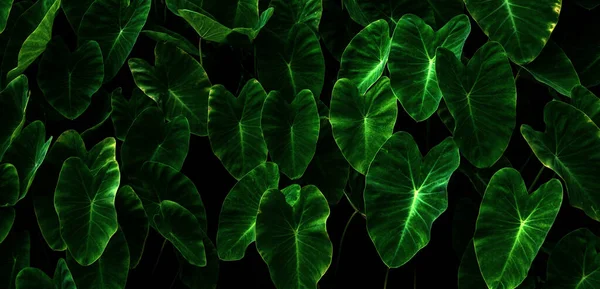 Abstract Stunning Panorama Green Leaf Texture Tropical Leaf Foliage Nature — Fotografia de Stock