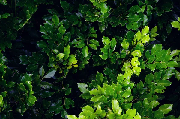 Absztrakt Lenyűgöző Zöld Levél Textúra Trópusi Levél Lombozat Természet Sötétzöld — Stock Fotó