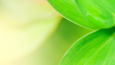 Bulanık yeşil arkaplanda yeşil yaprakların doğa görünümünü, arka planda doğal yeşil yaprak bitkileri manzarası, ekoloji, yeni duvar kağıdı kavramını kullanarak fotokopi alanı ile güneş ışığını kavra.