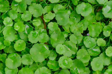 soyut çarpıcı yeşil yaprak dokusu, tropikal yaprak yaprağı yapısı koyu yeşil arkaplan. yeşil bayraklar doğa tropikal konsept.