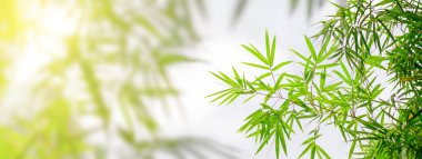 Bulanık yeşil arkaplanda yeşil yaprakların doğa görünümünü, arka planda doğal yeşil yaprak bitkileri manzarası, ekoloji, yeni duvar kağıdı kavramını kullanarak fotokopi alanı ile güneş ışığını kavra.