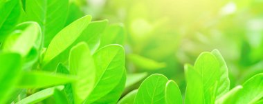 Bulanık yeşil arkaplanda yeşil yaprakların doğa görünümünü, arka planda doğal yeşil yaprak bitkileri manzarası, ekoloji, yeni duvar kağıdı kavramını kullanarak fotokopi alanı ile güneş ışığını kavra.