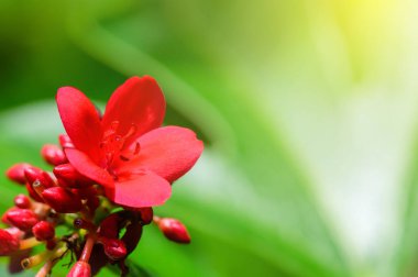 Yeşil yapraklı kırmızı çiçeğe yakın plan, arka planda doğal yeşil yaprak bitkileri manzarası, ekoloji, yeni duvar kağıdı kavramı kullanılarak fotokopi alanı ile yeşil yaprak arka plan.