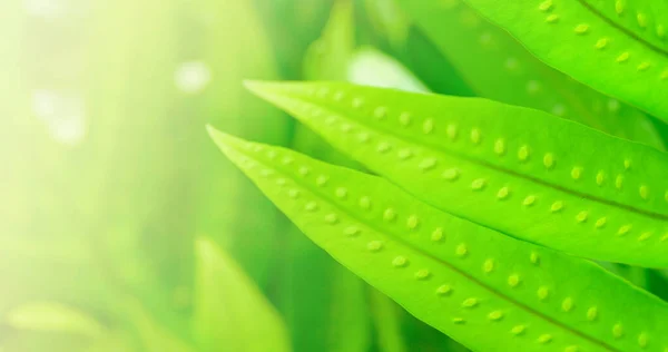 Concept Nature View Green Foliage Blurred Greenery Background Sunlight Copy — Stockfoto