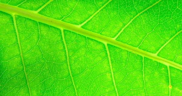 Close Green Foliage Texture Greenery Leaf Background Copy Space Using — Fotografia de Stock