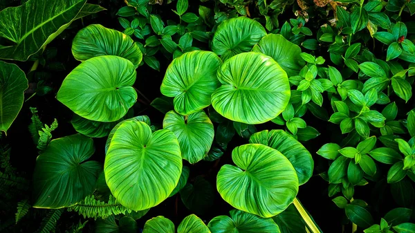 Абстрактный Потрясающий Зеленый Лист Текстуры Тропических Листьев Листвы Природы Темно — стоковое фото