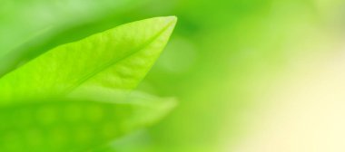 Concept nature view of green foliage on blurred greenery background, sunlight with copy space using as background natural green leaf plants landscape, ecology, fresh banner wallpaper concept.