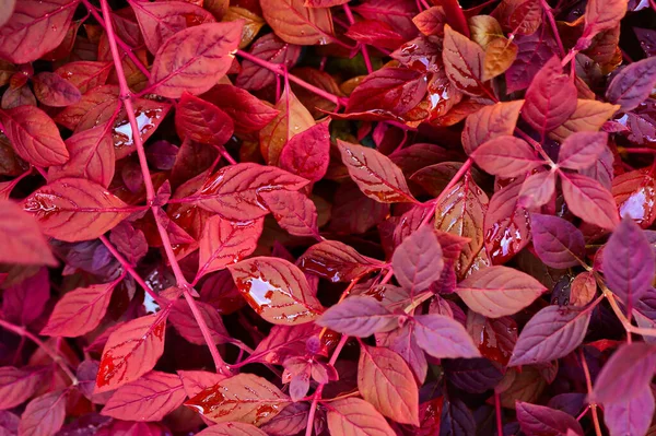 Herfst Natuurlijke Achtergrond Met Blauw Paars Lila Rode Bladeren Vallen — Stockfoto
