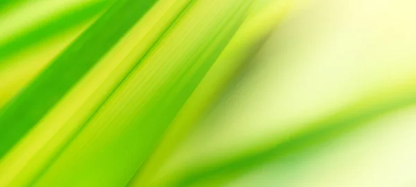 Concept Nature View Green Foliage Blurred Greenery Background Sunlight Copy — Foto de Stock