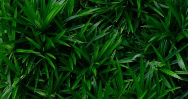 abstract stunning green leaf texture, tropical leaf foliage nature green background.