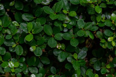 abstract stunning green leaf texture, tropical leaf foliage nature green background.