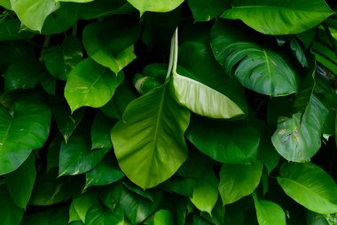 abstract stunning green leaf texture, tropical leaf foliage nature green background.