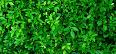 abstract stunning green leaf texture, tropical leaf foliage nature green background