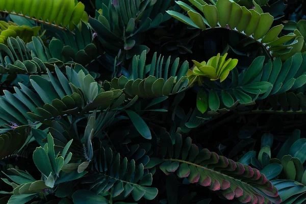 Абстрактна Приголомшлива Зелена Текстура Листя Тропічне Листя Природа Зелений Фон — стокове фото