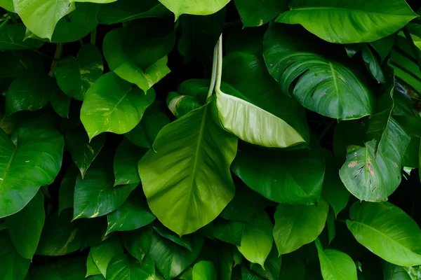 Abstract Stunning Green Leaf Texture Tropical Leaf Foliage Nature Green — Stockfoto