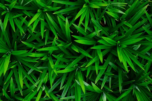 Abstract Stunning Green Leaf Texture Tropical Leaf Foliage Nature Green — ストック写真