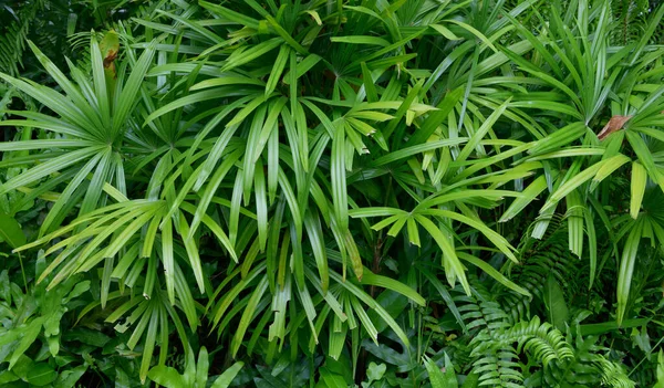 Абстрактная Текстура Зеленых Листьев Природа Листьев Темно Зеленый Фон — стоковое фото
