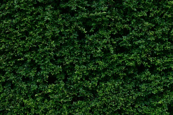 Abstract Stunning Green Leaf Texture Tropical Leaf Foliage Nature Dark — Fotografia de Stock