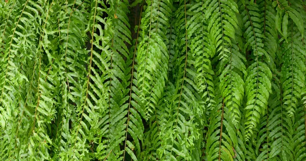 Texture Abstraite Des Feuilles Vertes Feuillage Tropical Nature Fond Vert — Photo