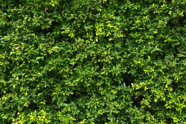 Soyut Çarpıcı Yeşil Yaprak Dokusu Tropikal Yaprak Yeşili Doğa Koyu — Stok fotoğraf