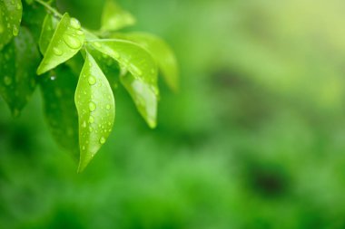 Doğada güzel bir sabah çiyi damlası, seçici bir odak. Yaprakların üzerinde temiz şeffaf su damlaları. Güneş damlalar halinde parlıyor. Yeşil tonda görüntü. Yaz mevsimi doğal arka plan.