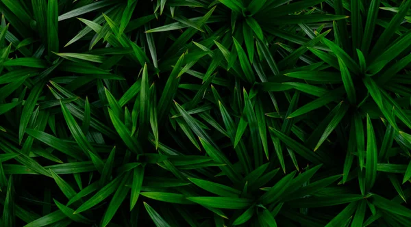 Absztrakt Lenyűgöző Zöld Levél Textúra Trópusi Levél Lombozat Természet Sötétzöld — Stock Fotó