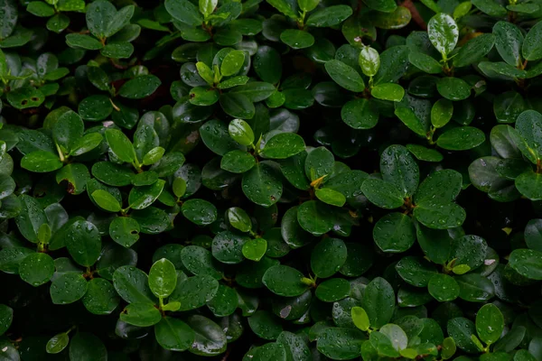 Abstract Stunning Green Leaf Texture Tropical Leaf Foliage Nature Dark — Stockfoto