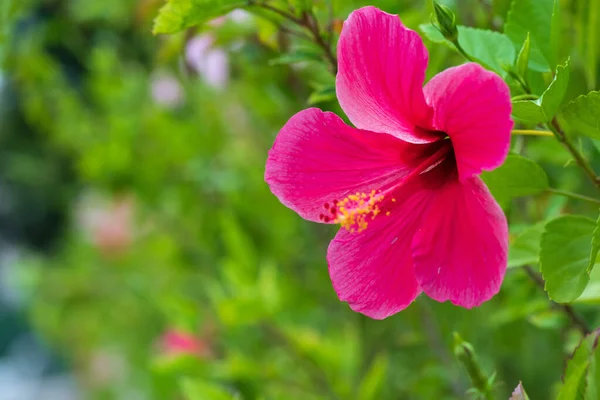 Pink Hibiscus Flower Blooming Green Nature Background Tropical Lush Foliage — Fotografia de Stock