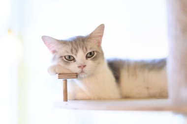 portrait of cute cat laying on the floor. selective focus point.