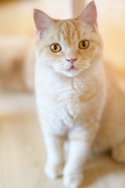 portrait of cute cat laying on the floor. selective focus point.