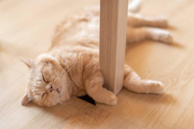 portrait of cute cat laying on the floor. selective focus point.
