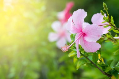 Pink hibiscus flower blooming on green nature background. Tropical lush foliage, sunny exotic blooming floral nature. Bokeh blur natural garden, closeup flora in summer garden.
