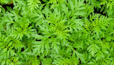 Soyut çarpıcı yeşil yaprak dokusu, tropikal yaprak yeşili doğa koyu yeşil arkaplan.