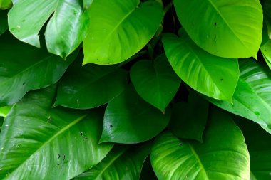 Soyut çarpıcı yeşil yaprak dokusu, tropikal yaprak yeşili doğa koyu yeşil arkaplan.