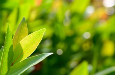 abstract stunning green leaf texture, tropical leaf foliage nature green background.