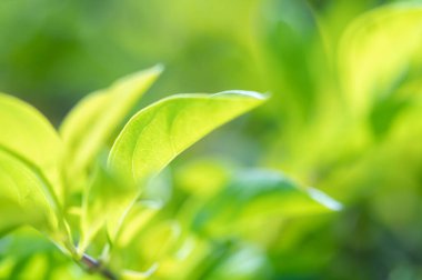 abstract stunning green leaf texture, tropical leaf foliage nature green background.