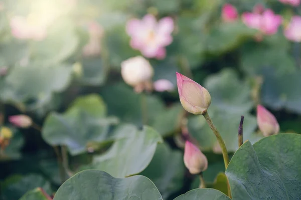 lotus flower in the pond with a beautiful light in the morning.