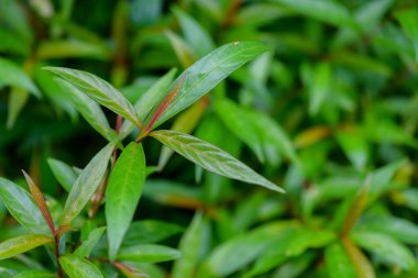 Soyut çarpıcı yeşil yaprak dokusu, tropikal yaprak yeşili doğa koyu yeşil arkaplan.