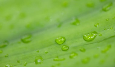 abstract stunning green leaf texture, tropical leaf foliage nature dark green background.