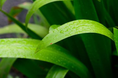 Soyut çarpıcı yeşil yaprak dokusu, tropikal yaprak yeşili doğa koyu yeşil arkaplan.