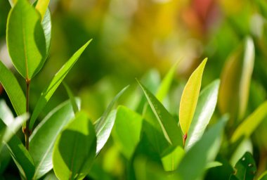 abstract stunning green leaf texture, tropical leaf foliage nature green background.
