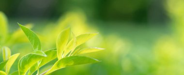 abstract stunning green leaf texture, tropical leaf foliage nature green background.