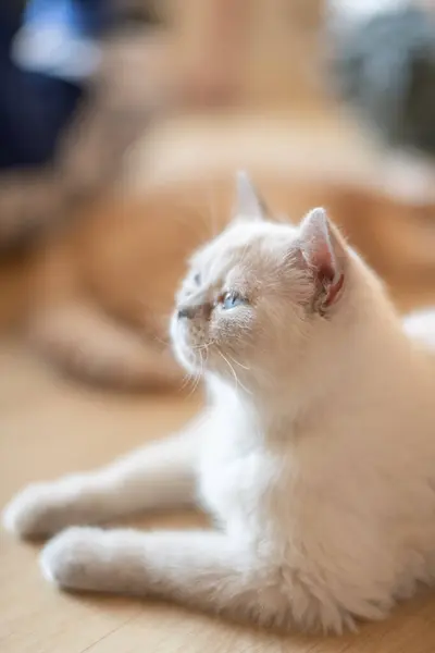 Portrait Cute Cat Laying Floor Selective Focus Point — Fotografia de Stock